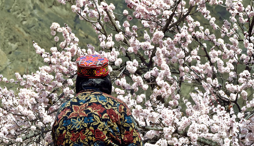 Cherry Blossoms in Hunza Valley and Skardu Valley